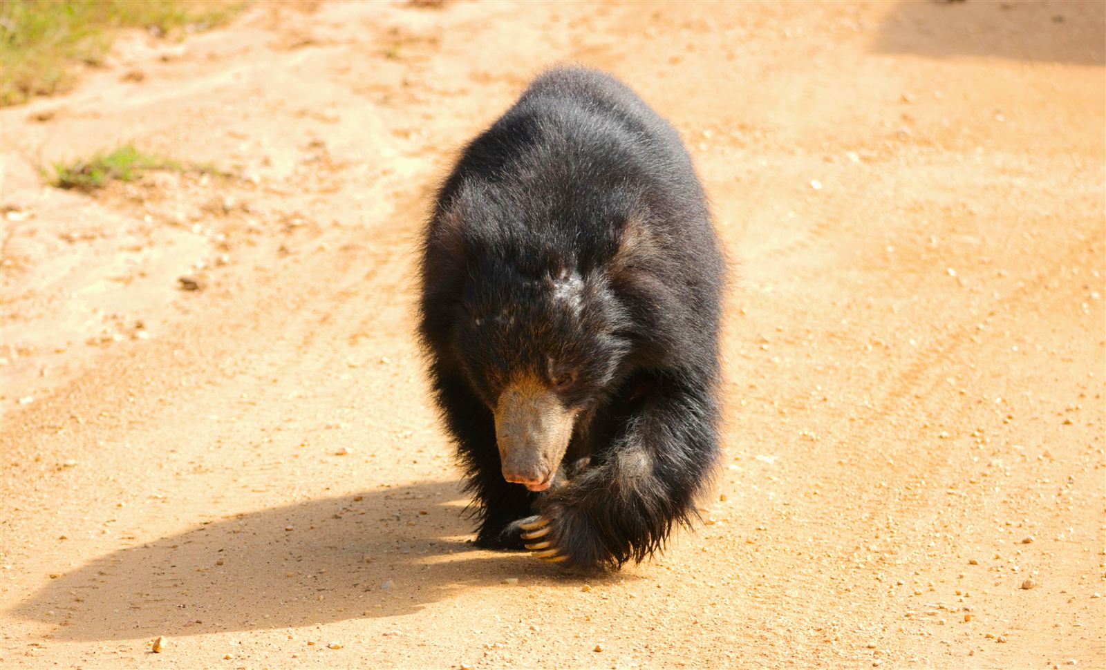 Wildlife in Wilpattu National Park